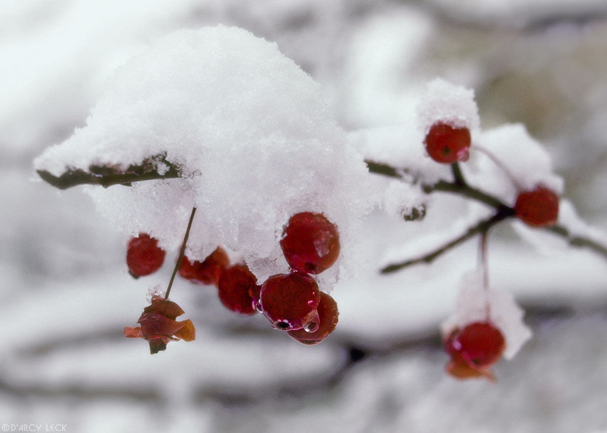 Red berries hang from snow covered branch after snowfall