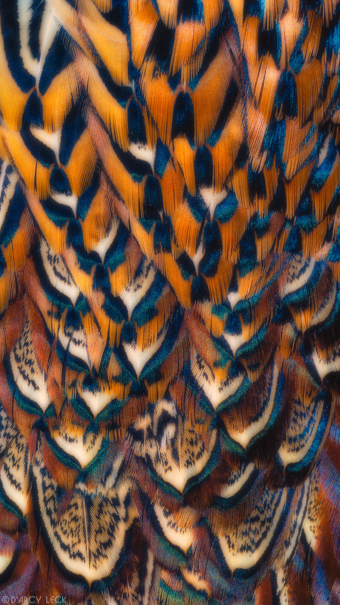 Cock Pheasant feathers