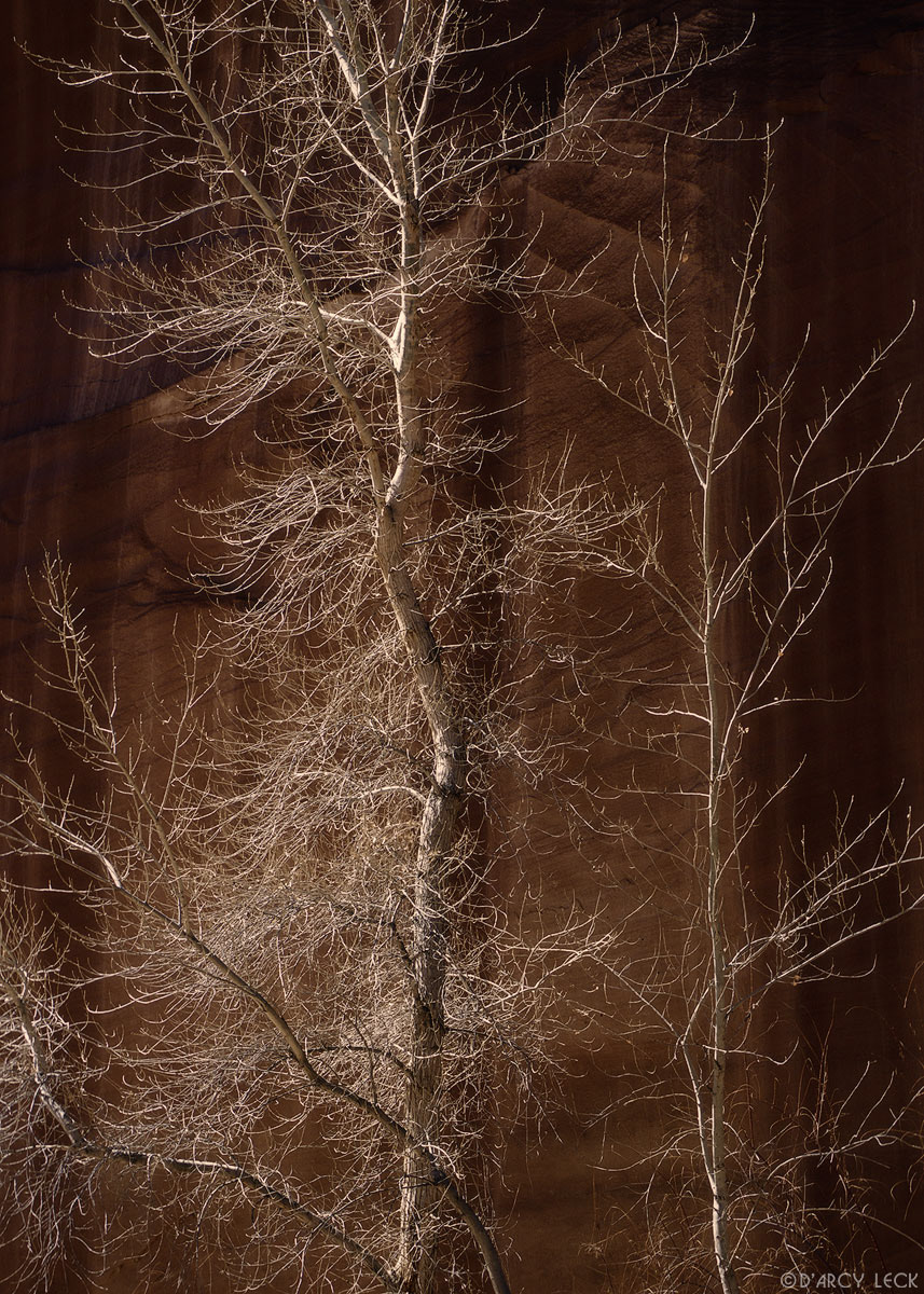 Leafless poplar tree before canyon wall of Harris Wash, Grand Staircase Escalante Nat'l Monument, Utah, USA