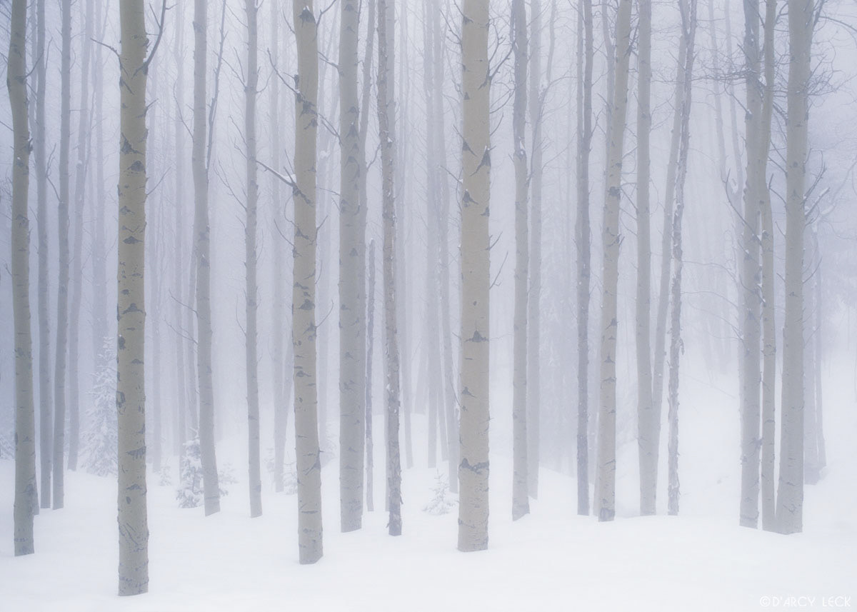 Aspens are enshrouded in fog in mountain forest after snowfall, Santa Fe National Forest, New Mexico