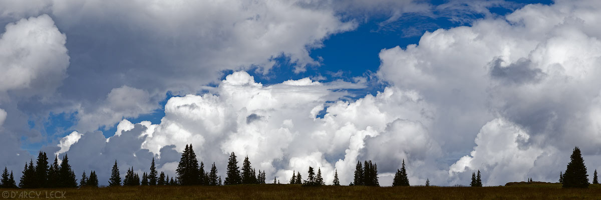 Summer cumulus clouds swell into thunderstorms above the meadow and forest in the Powderhorn Wilderness Area, Colorado