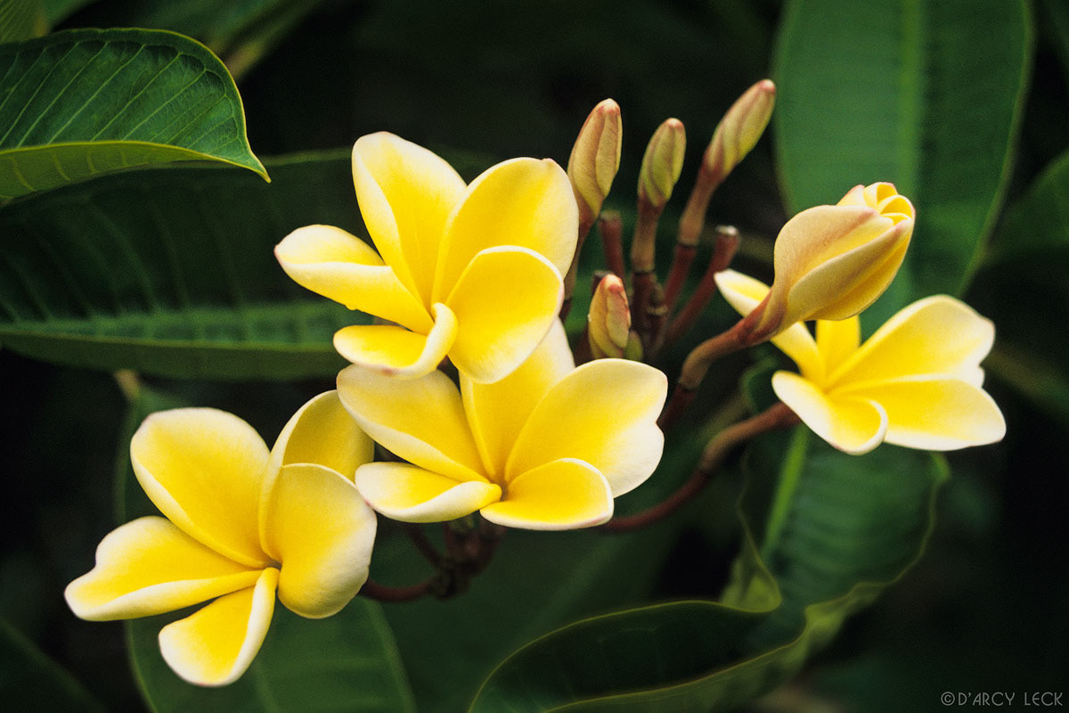 Yellow Frangipani or Temple Tree blossoms, Hawaii