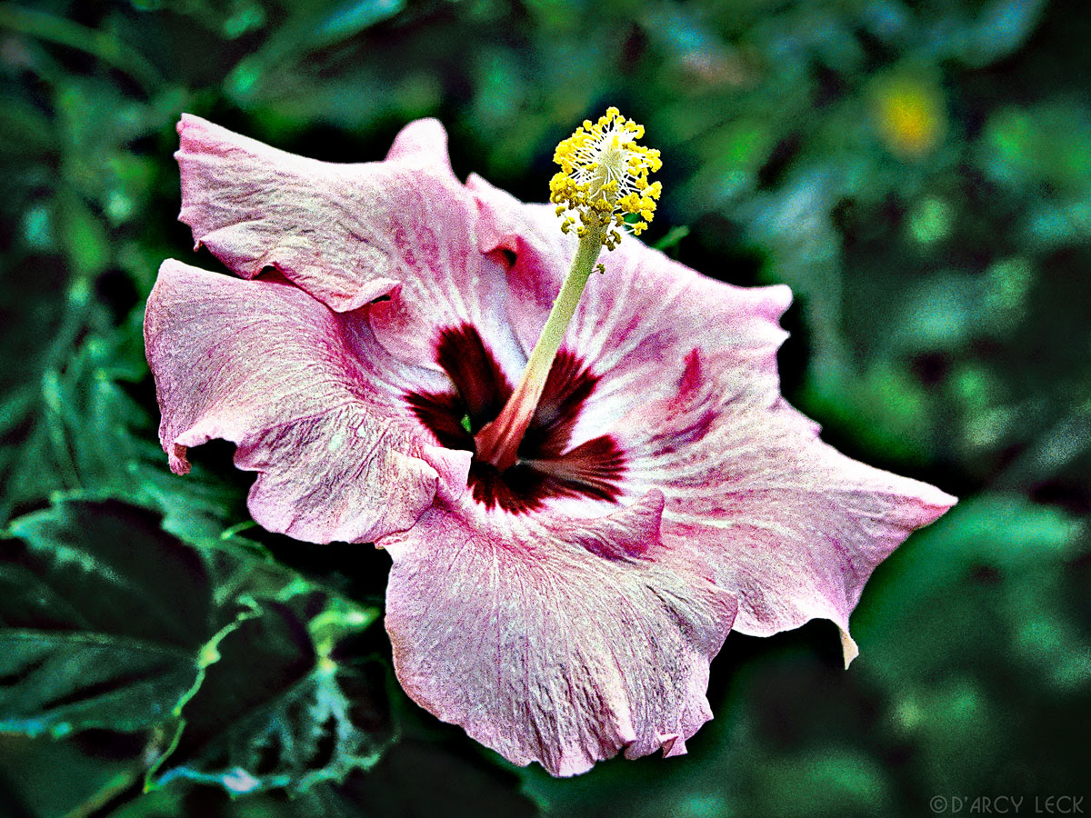 Pink Hibiscus blossom, Hawaii