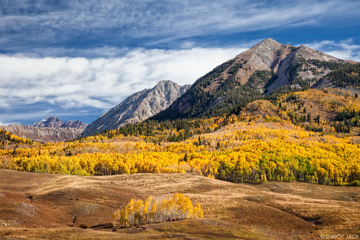 Peaks of the Elk Mountains rise above East River Valley range land and forest of aspen trees turning autumn colors, Colorado