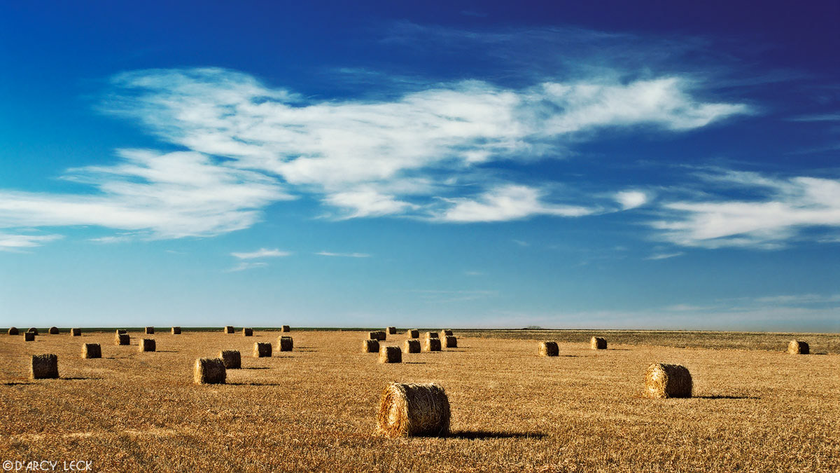 Rolls of hay on fields under cirrus clouds near Russell, Kansas