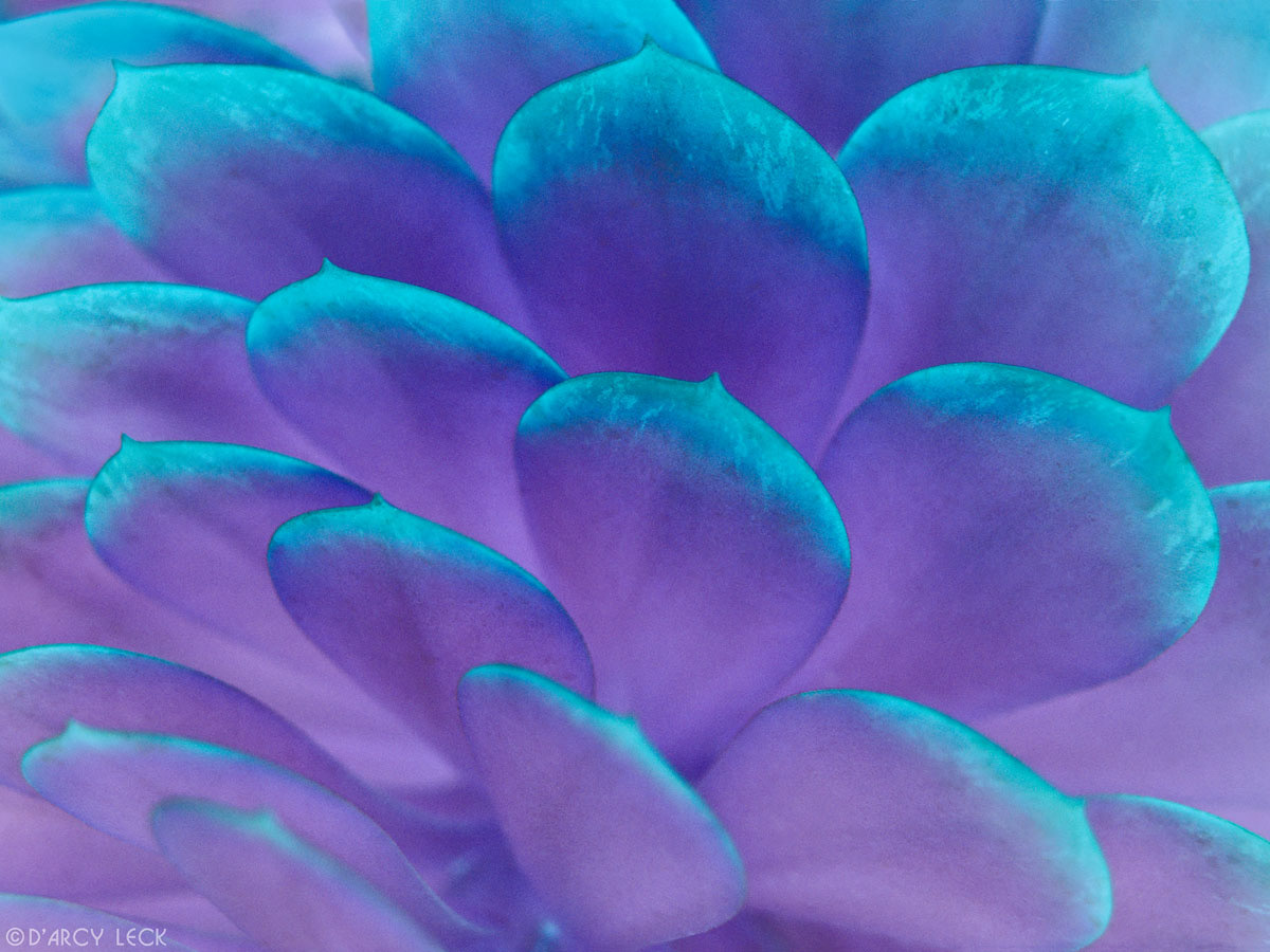 Close up of leaves of a cactus plant