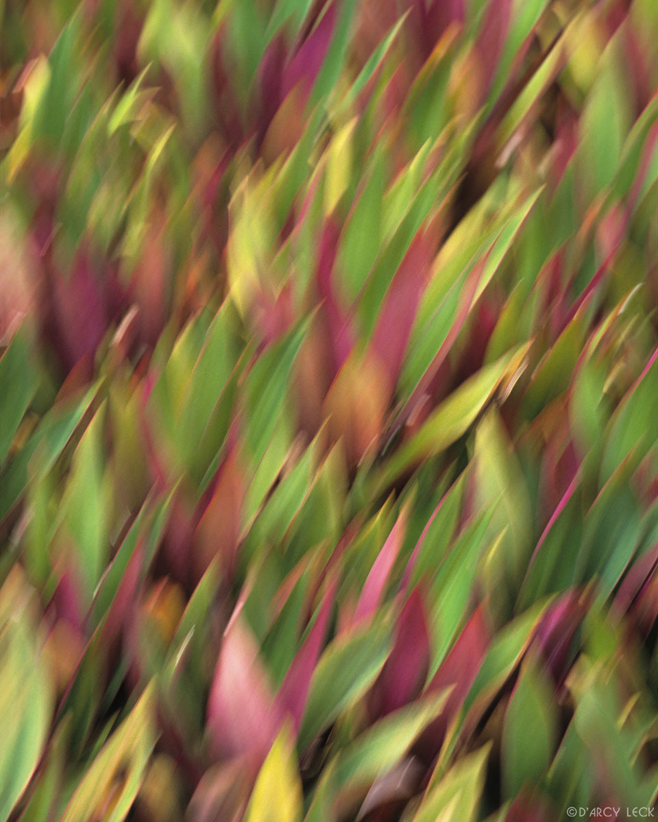 Multicolored plant leaves in motion, blurred by wind.