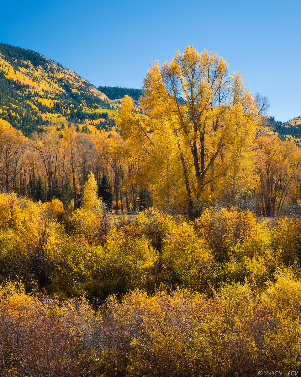 Cottonwood trees and shrubs with autumn foliage stand along the Conejos River, Rio Grande National Forest, Colorado