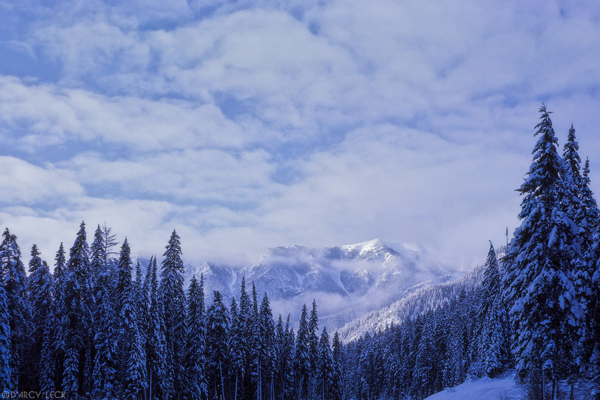 Snow covered pine trees and mountains in Yoho National Park, Canada