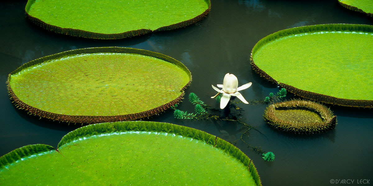 Giant Water Lily pads and blossom, Oahu, Hawaii
