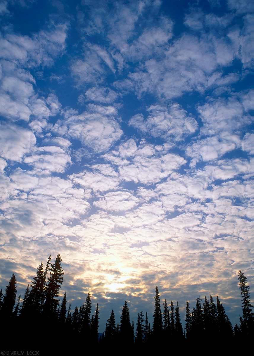Sunrise through clearing morning clouds and pine trees near Lake Louise, Banff National Park, Alberta, Canada