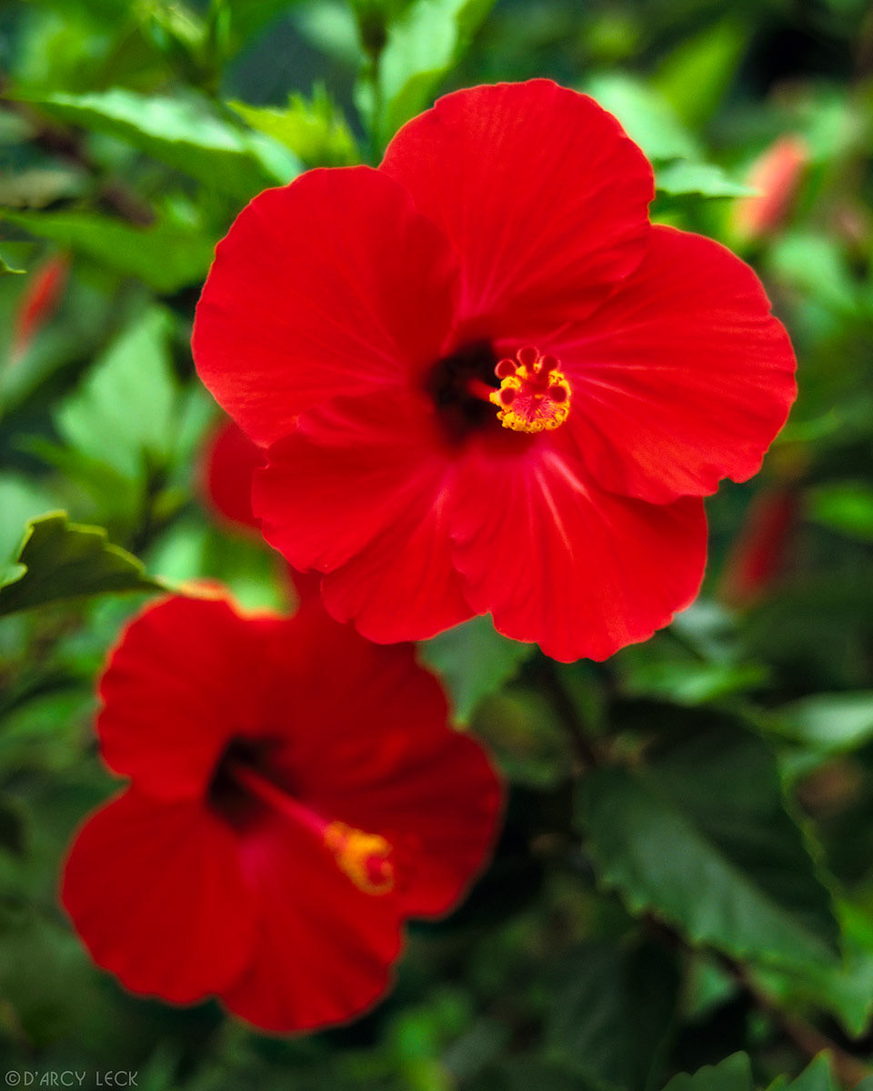 Two red Hibiscus blossoms, Hawaii