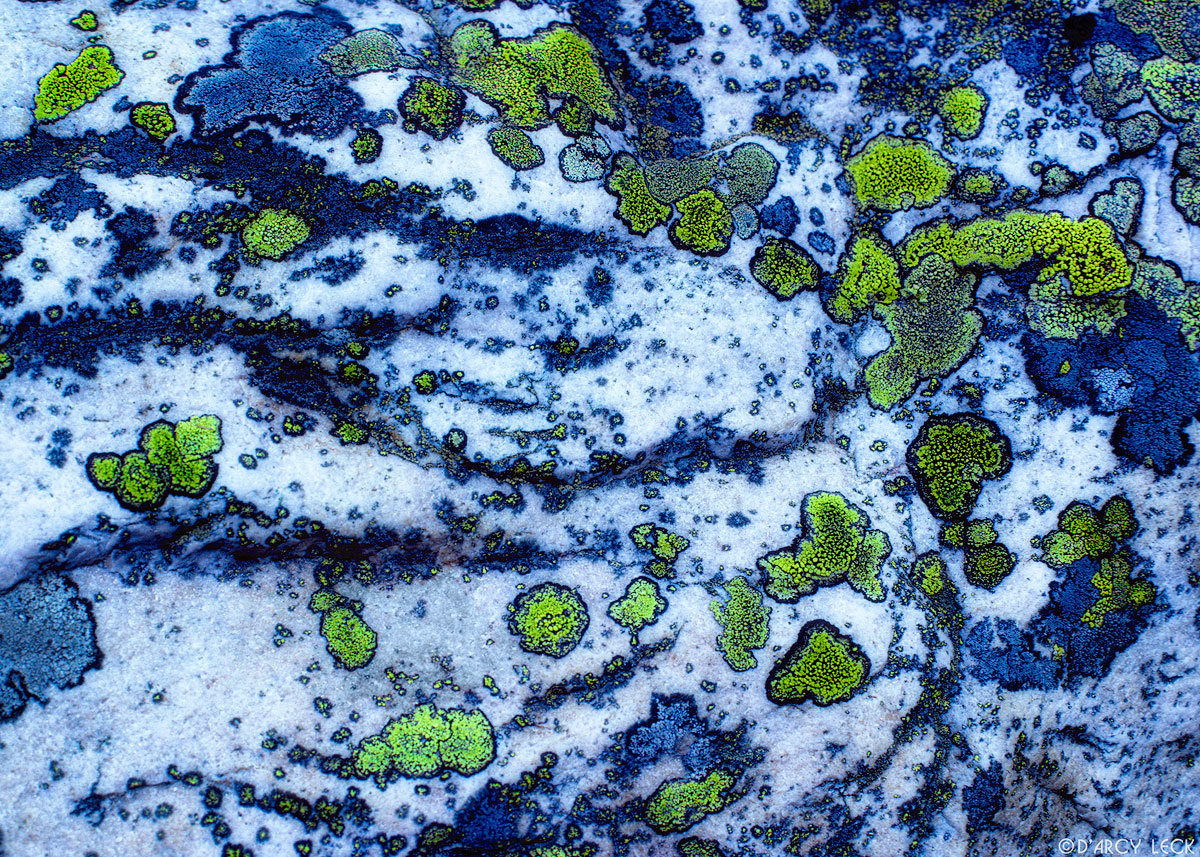 Blue and green lichens on boulder, Jasper National Park, Canada