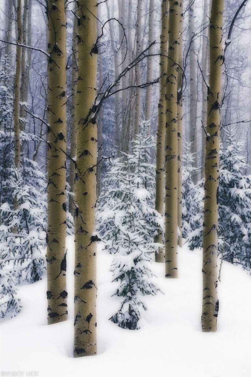 Aspens stand in mountain forest after snowfall, Santa Fe National Forest, New Mexico
