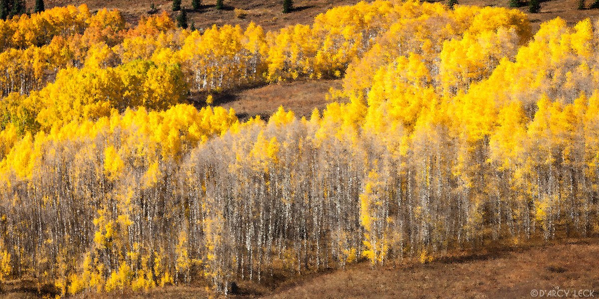 Grove of aspen trees in autumn colors along Gothic Road, Colorado