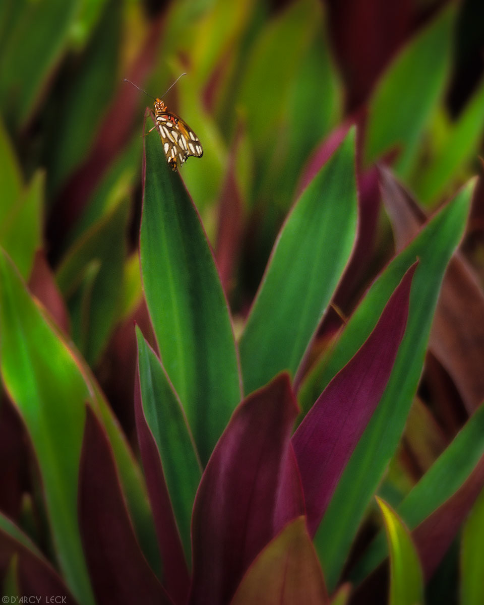 Butterfly on leaves of red and green plant, Hawaii