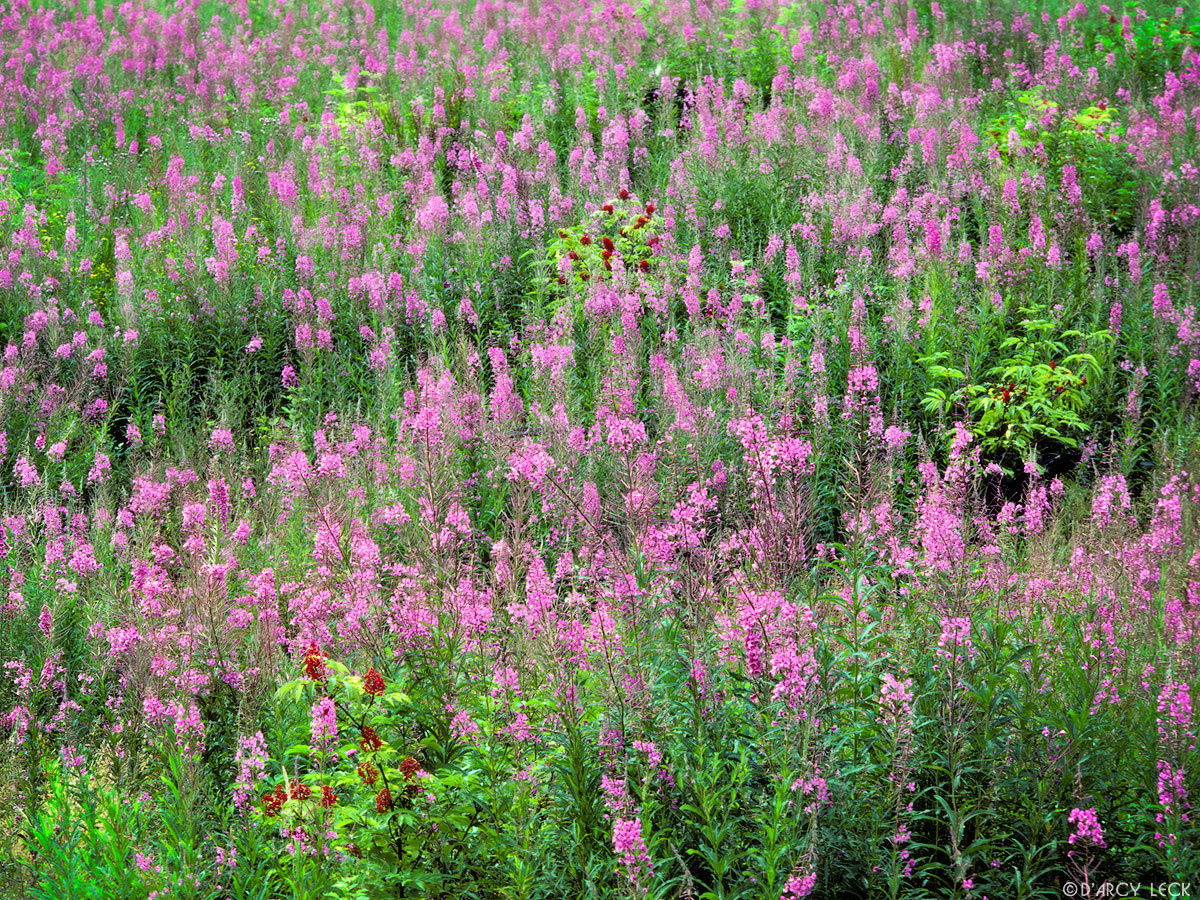 Field of pink-blossomed Fireweed and Foxglove in clearcut forest, Wenatchee National Forest, Washington