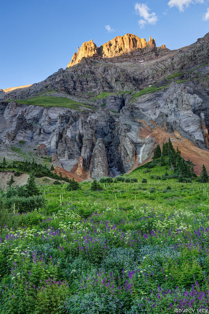 A field of wildflowers blossoms in late July in Yankee Boy Basin below Potosi Peak catching the last rays of sunset, Colorado