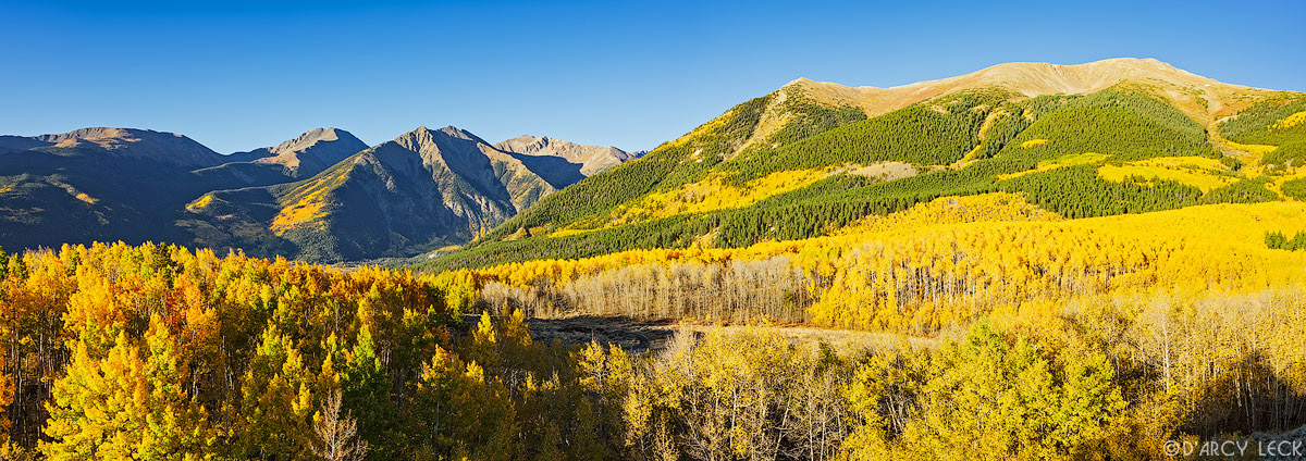 Forest in Autumn colors on Mount Elbert with Twin Peaks in distance, Colorado
