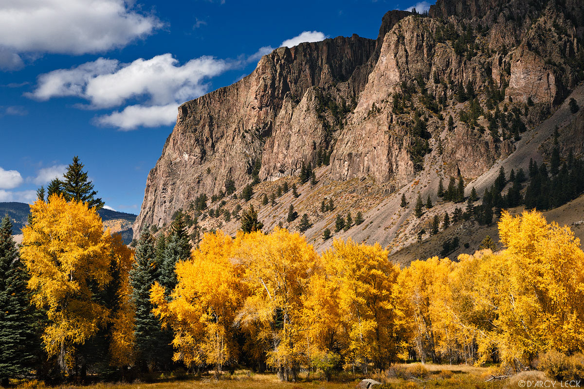 Cottonwood trees with autumn foliage stand in a meadow near the Rio Grande River below the Rio Grande Palisades near Wagon Wheel Gap, Colorado