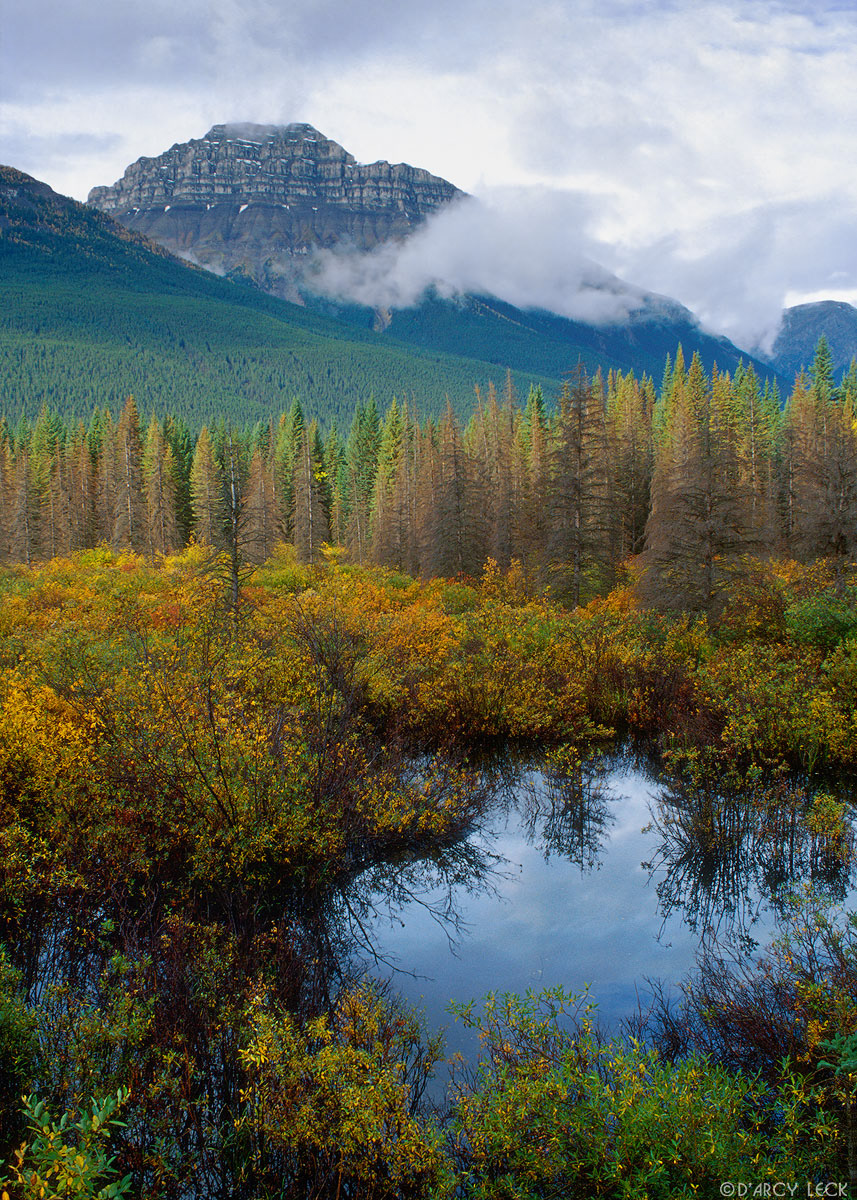 Marsh along Bow River in autumn with Pilot Mountain in distance, Banff National Park, Alberta, Canada