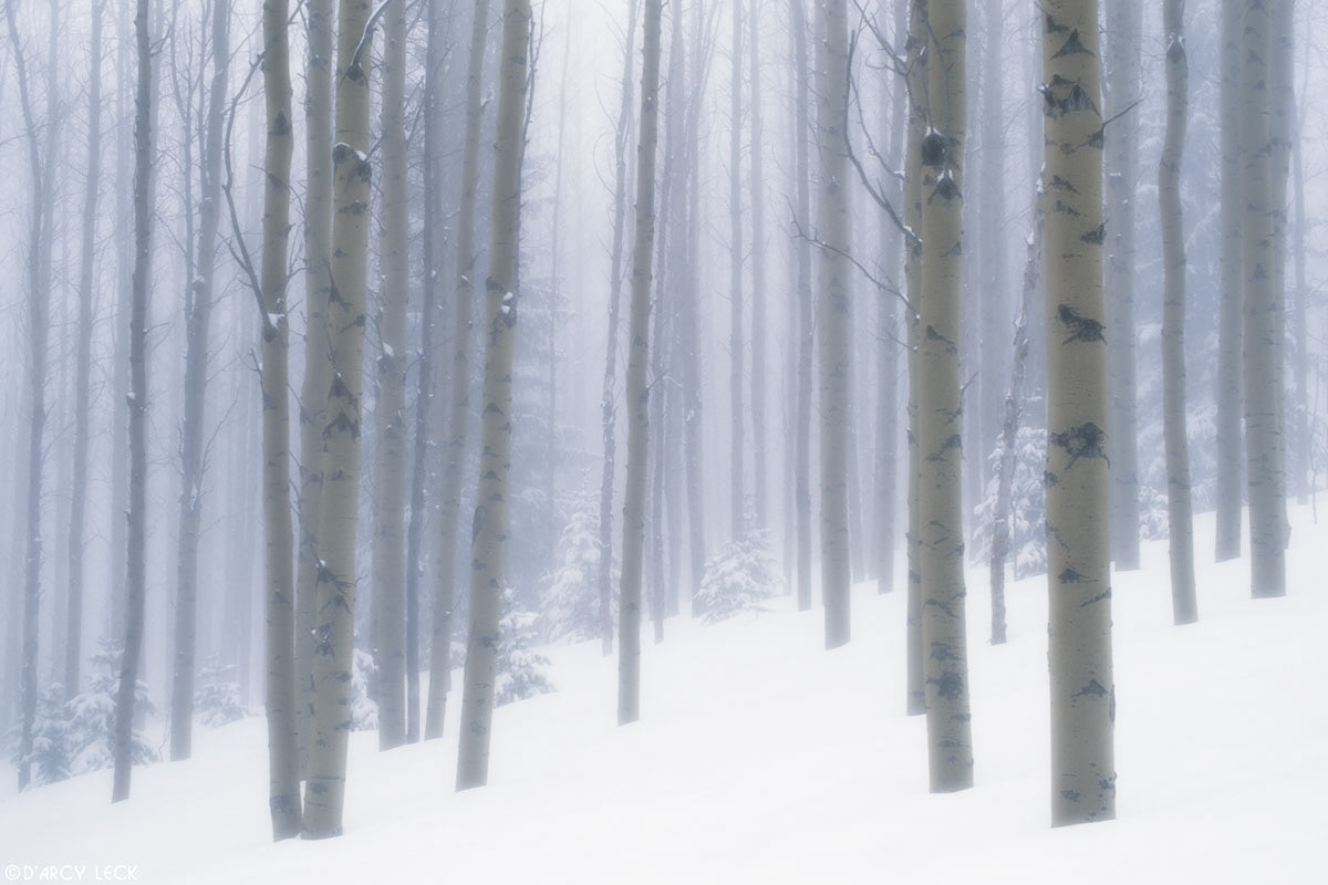 Aspens are enshrouded in fog in mountain forest after snowfall, Santa Fe National Forest, New Mexico
