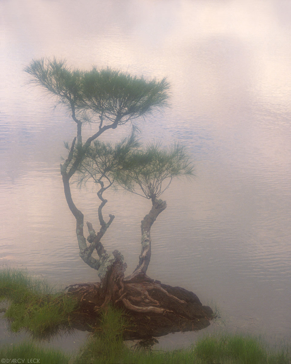 Bonsai Tree in Pond, Hawaii