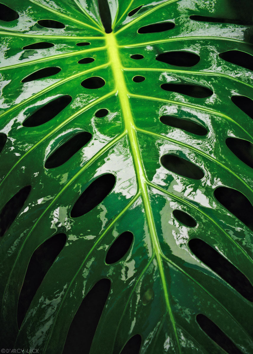 Monstera plant leaf wet from rain, Oahu, Hawaii