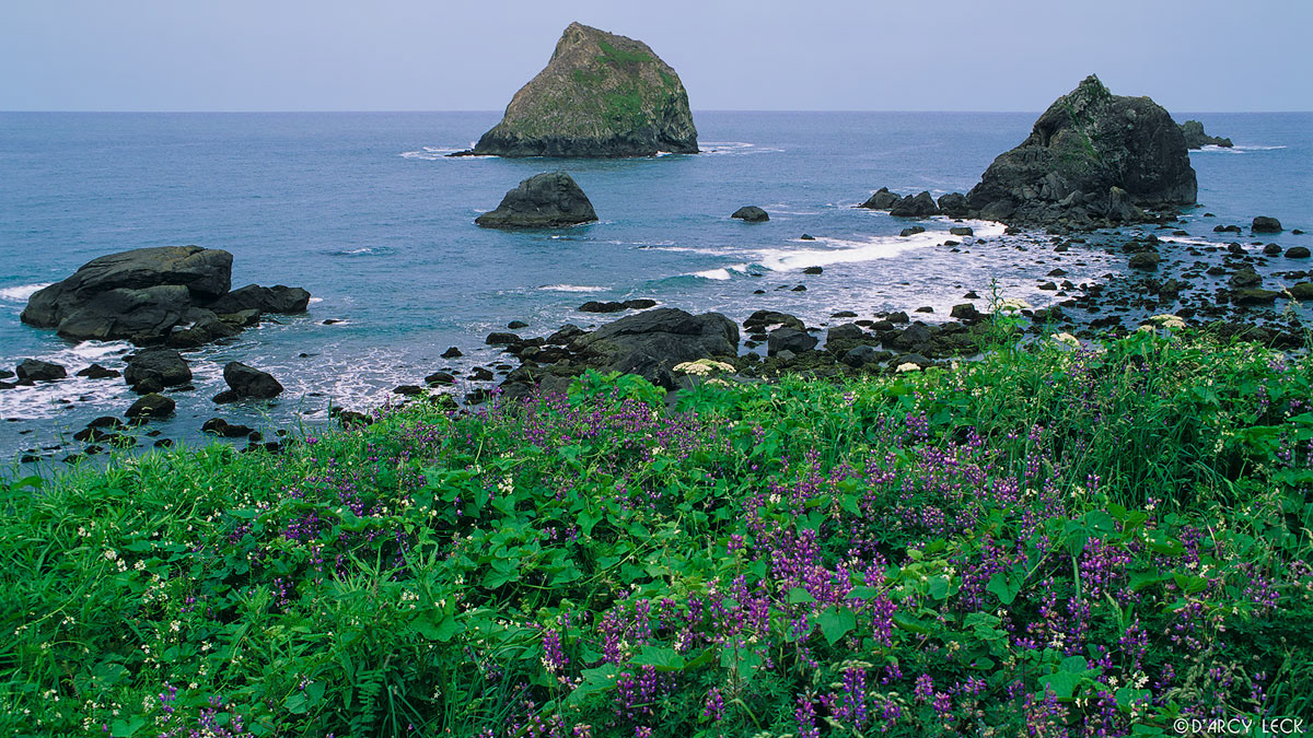 Purple flowers carpet hill leading down to rocky coastline near Crescent City, California