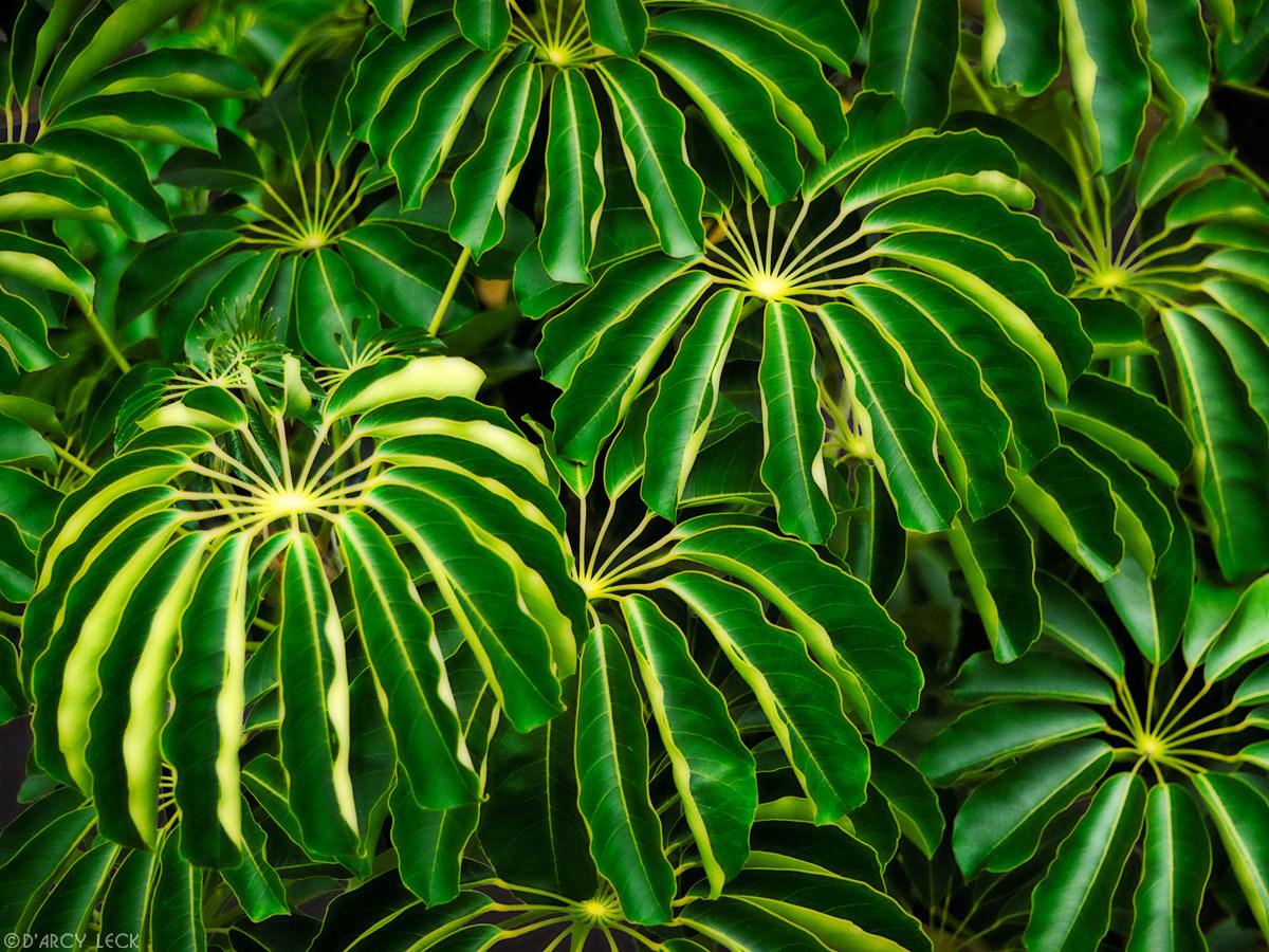 Tropical green plant, Hawaii