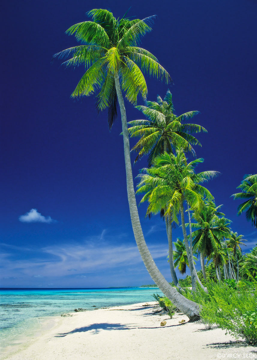 Coconut Palm trees along sand beach and lagoon, Rangiroa, French Polynesia