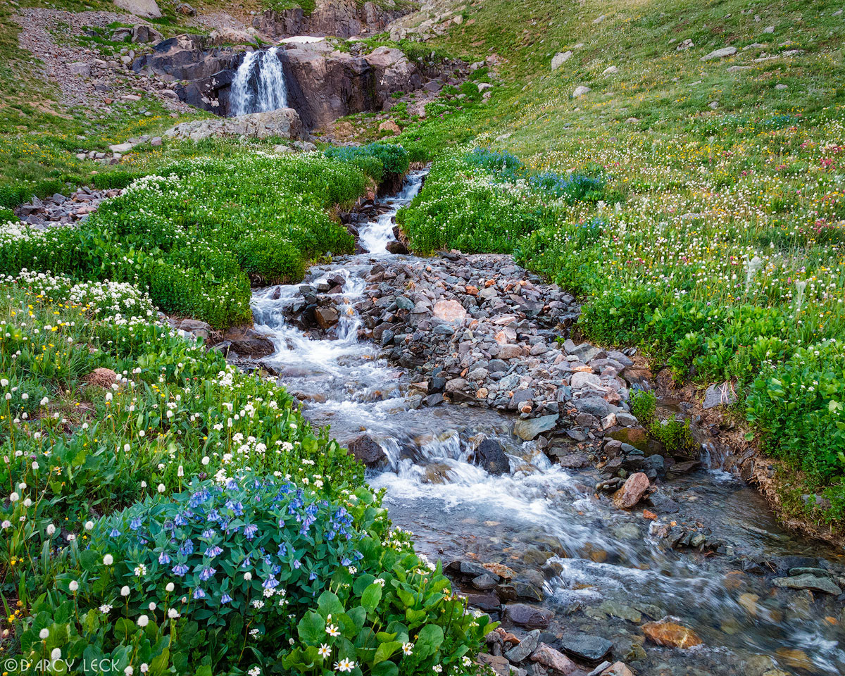 Waterfall and stream tumble through alpine wildflowers in American Basin in July, Colorado