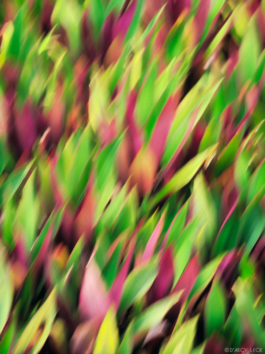 Blurred purple and green leaves