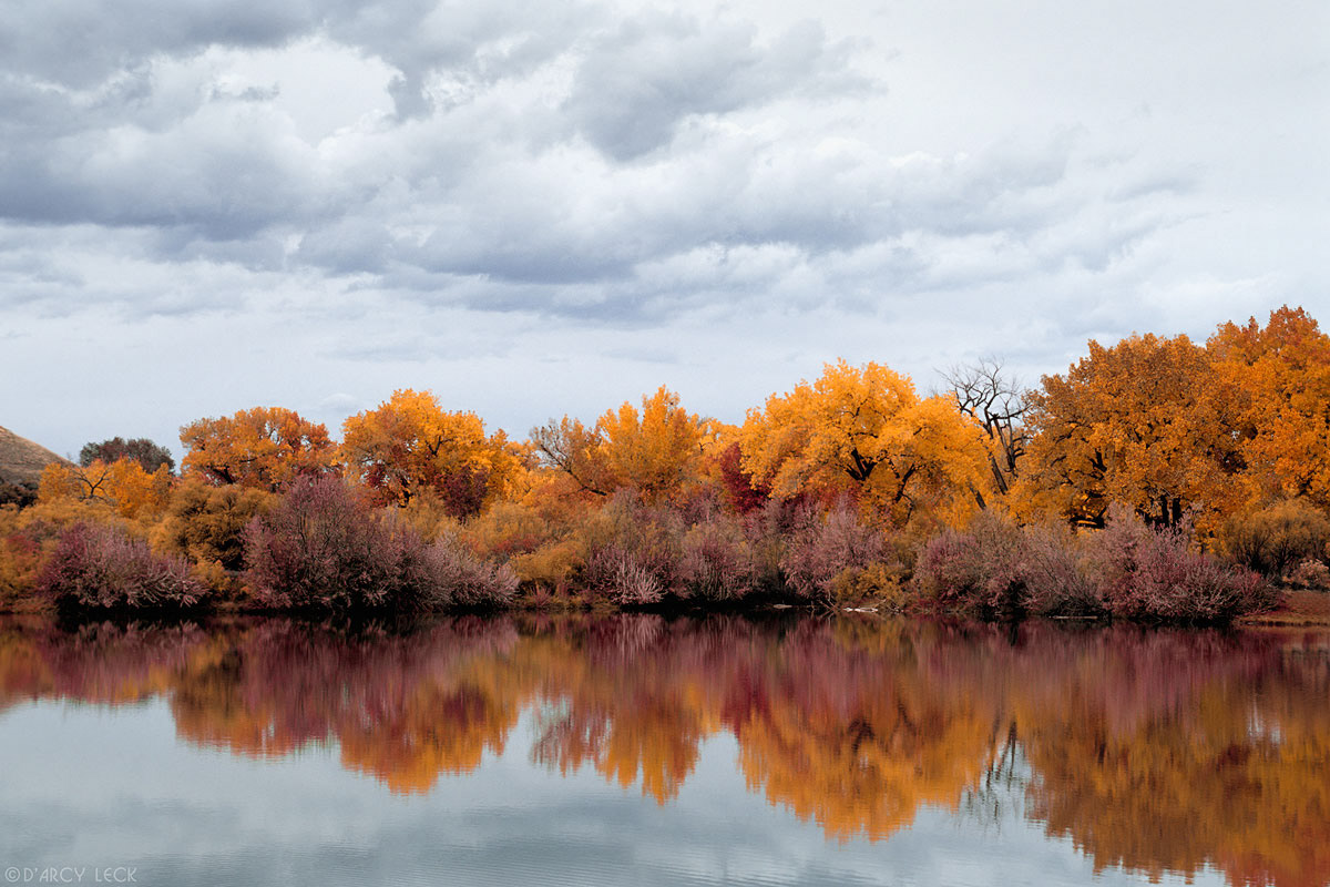 Cottonwood trees in autumn colors are reflected in lake at Connected Lakes State Park, Colorado, USA