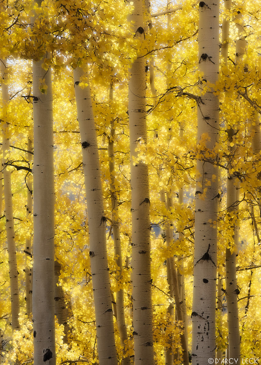 Aspen trees with autumn foliage, Rio Grande National Forest, Colorado