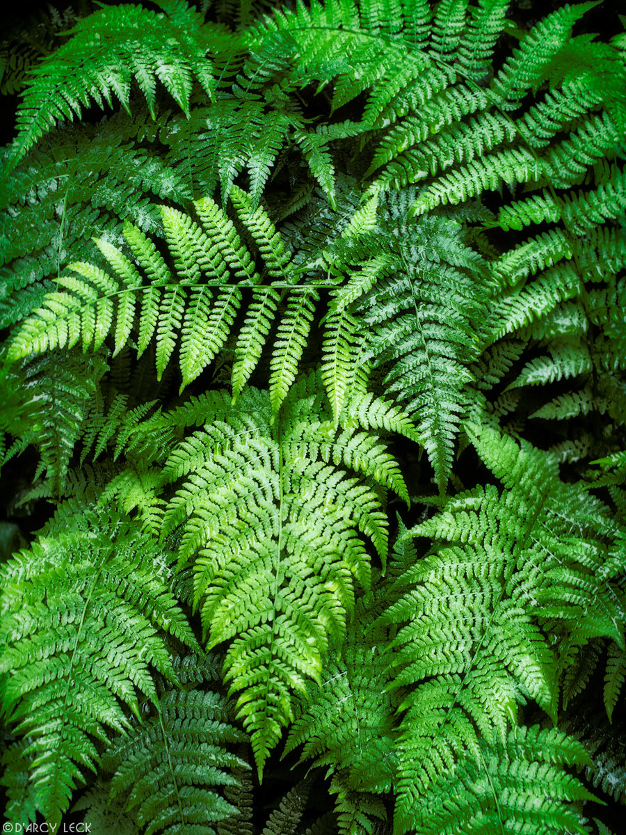 Fern fronds wet from rain, Glacier Peak Wilderness, Washington