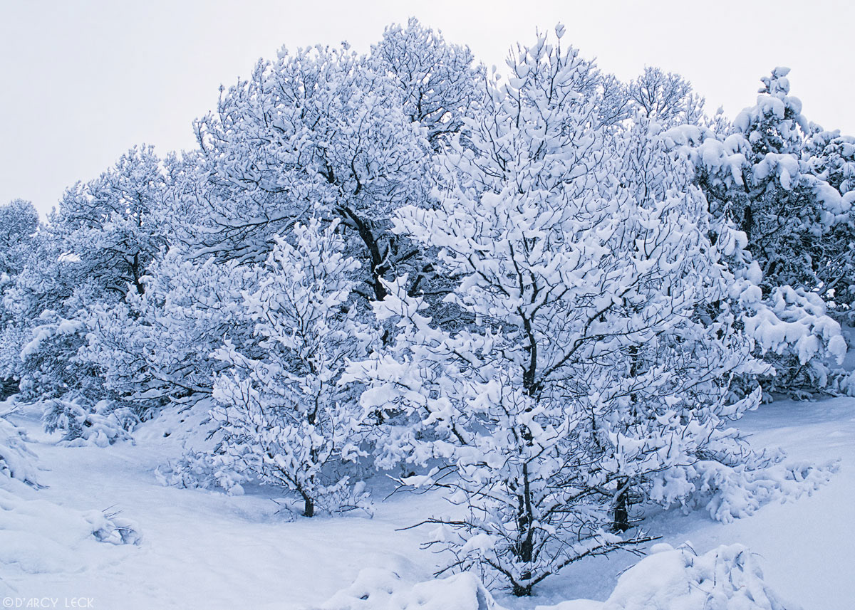 Trees covered with fresh new snow after snow storm, New Mexico, USA