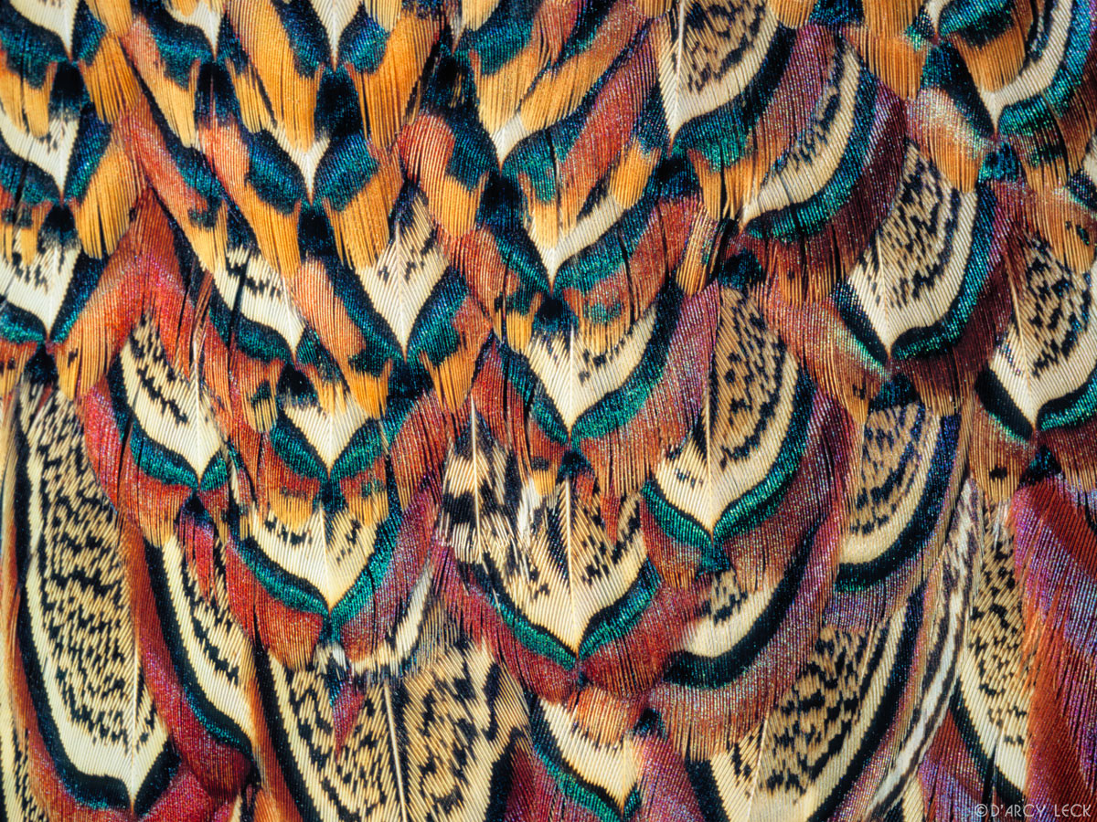 Cock Pheasant feathers