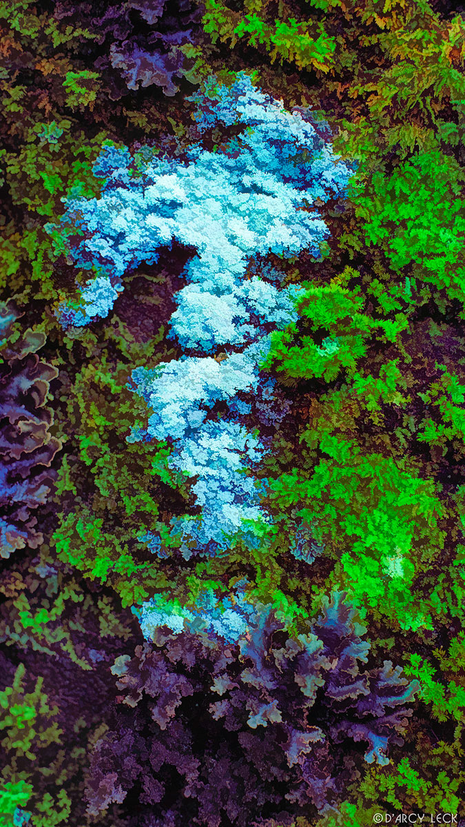 Lichens and moss on rock, Olympic National Park, Washington