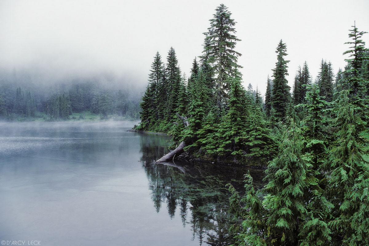 Pine trees along shore reflect in Mowich Lake, Washington