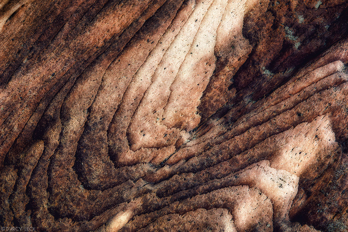 Brown weathered wood grain of drift wood, Olympic National Park, Washington
