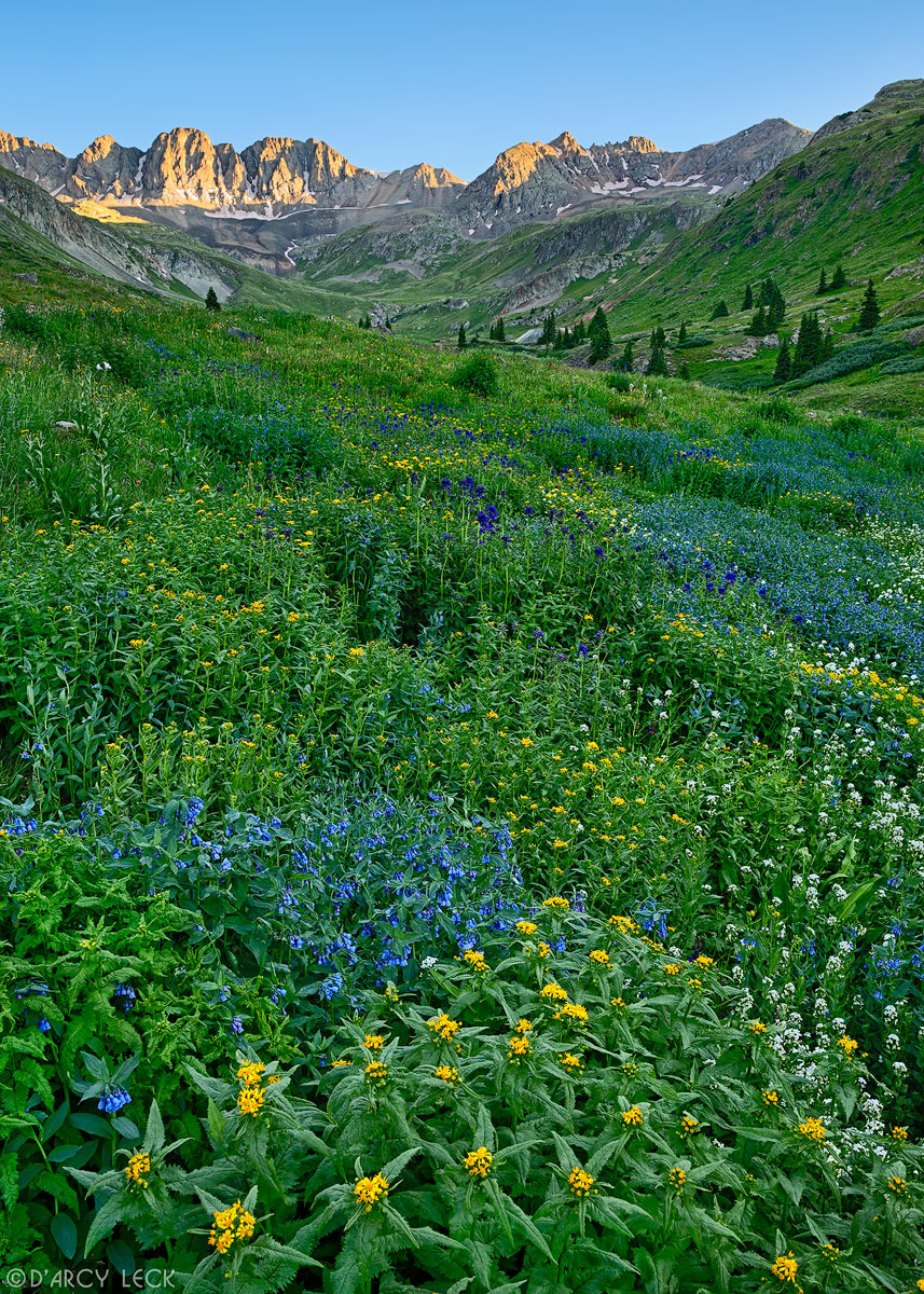 Wildflowers blossom in July in alpine meadow in American Basin in the San Juan Mountains, Colorado