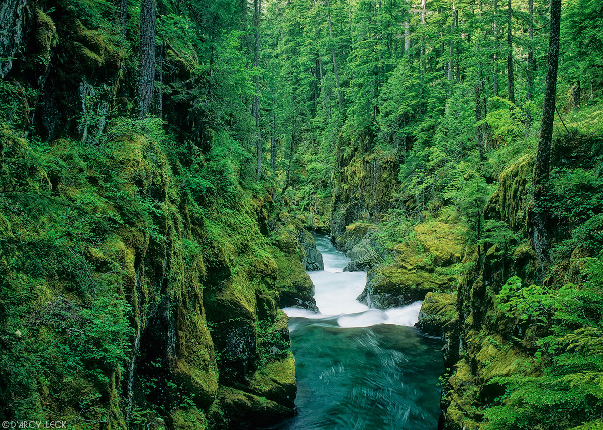 Ohanapecosh River cuts through a dense temperate rain forest gorge, Washington