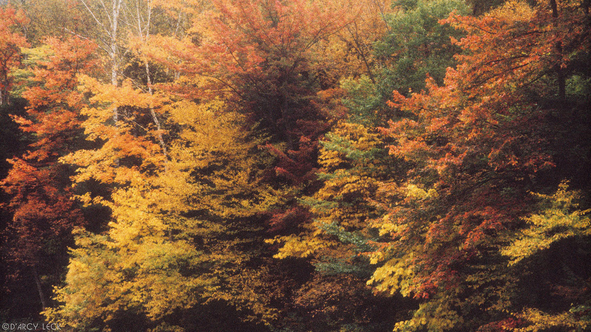 Autumn foliage along the Pemigewasset River near North Woodstock, New Hampshire