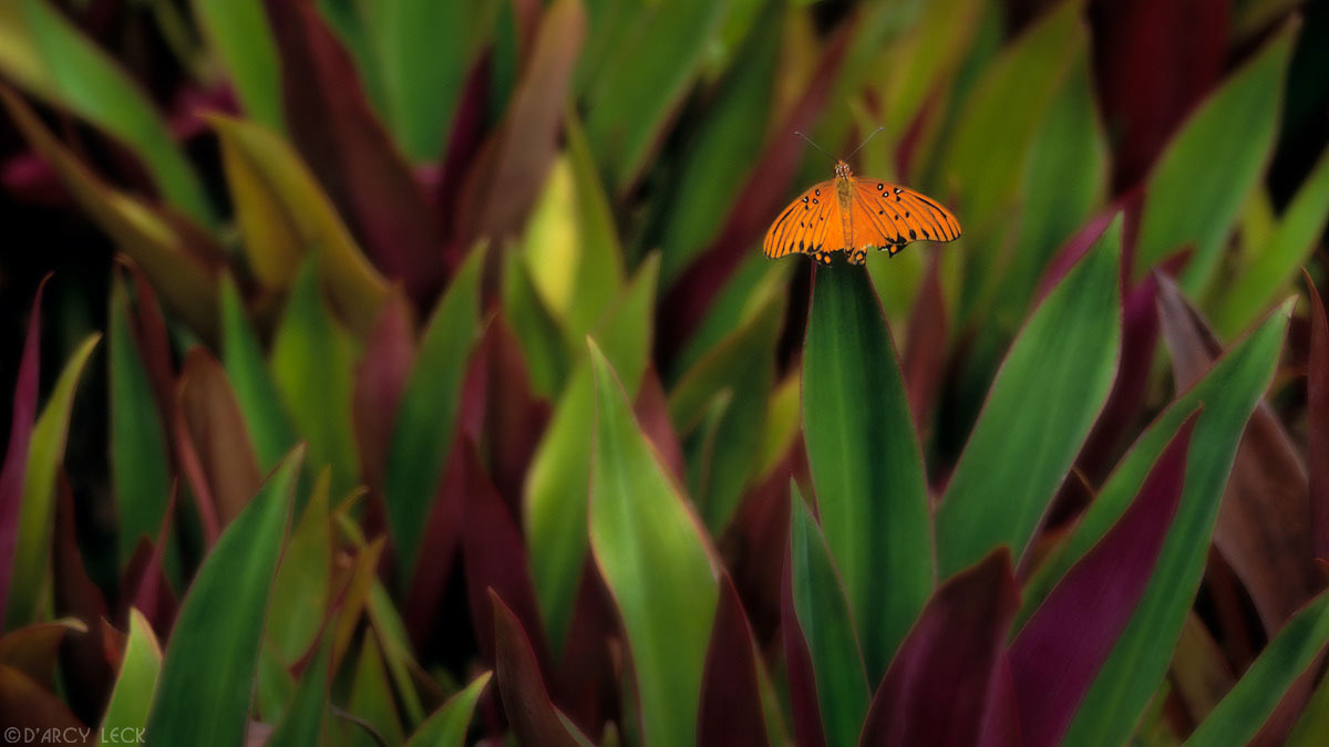 Orange Butterfly on leaves of red and green plant, Hawaii