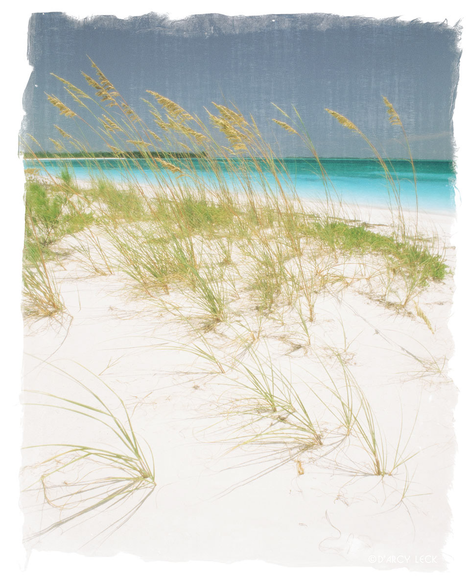 Sea oats anchor white sand along beach on Treasure Cay, Bahamas