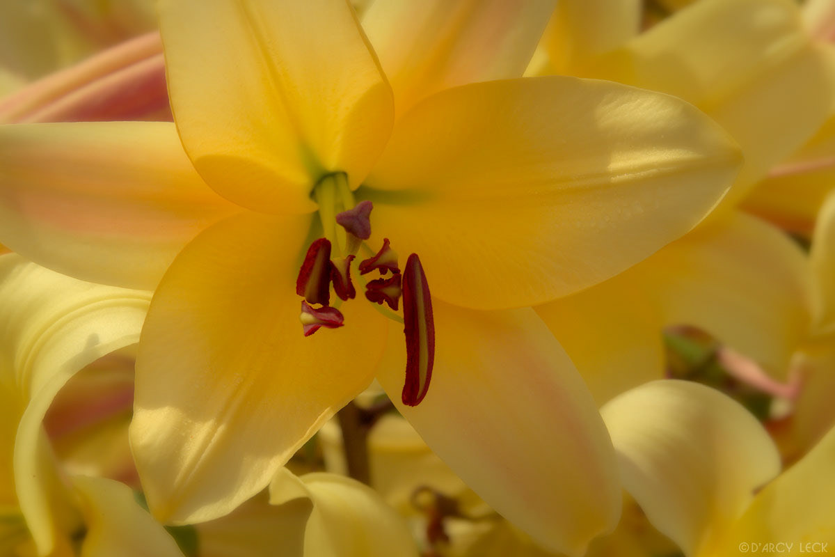 Yellow lily flowers at Minnesota Arboretum