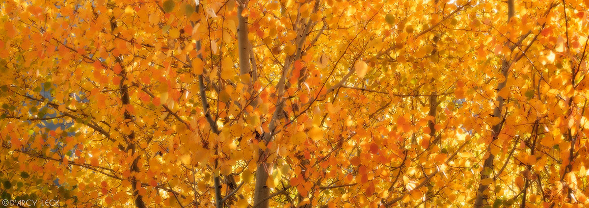 Aspen trees in Autumn colors, Colorado