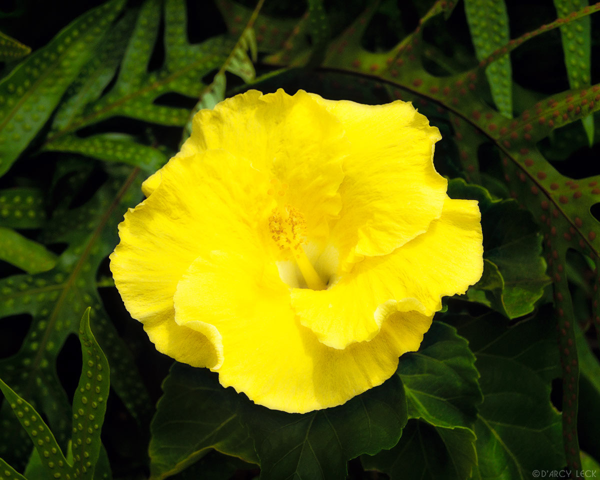 Yellow Hibiscus blossom, Hawaii