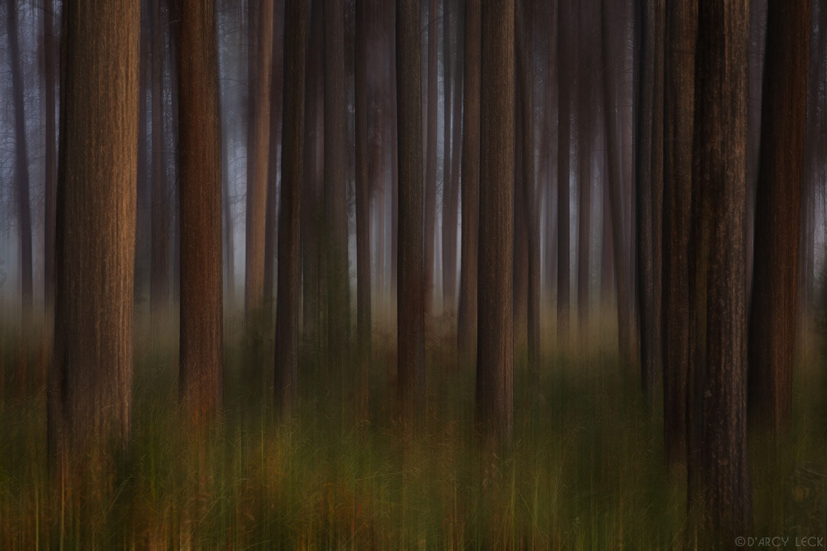 Early morning light and fog in a forest along the Colorado River, Colorado